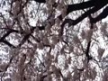 桜(新宿御苑) Cherry blossoms