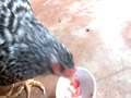 トマトを食べる雌鶏