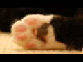 癒し系～猫の足.mp4