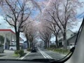 秦野桜みち