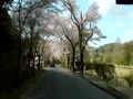 太平山　桜のトンネル