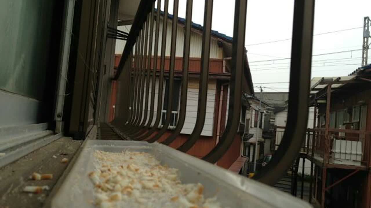 鳥待ち - FC2 Video