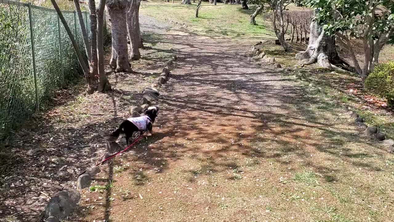 20210326   お花見散歩